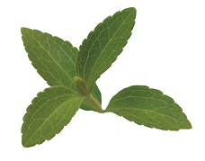 Stevia Leaf