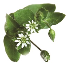 Chickweed leaf