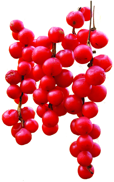 Schisandra Berry