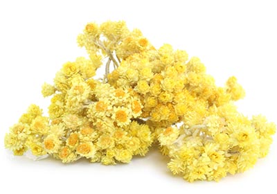 Helichrysum