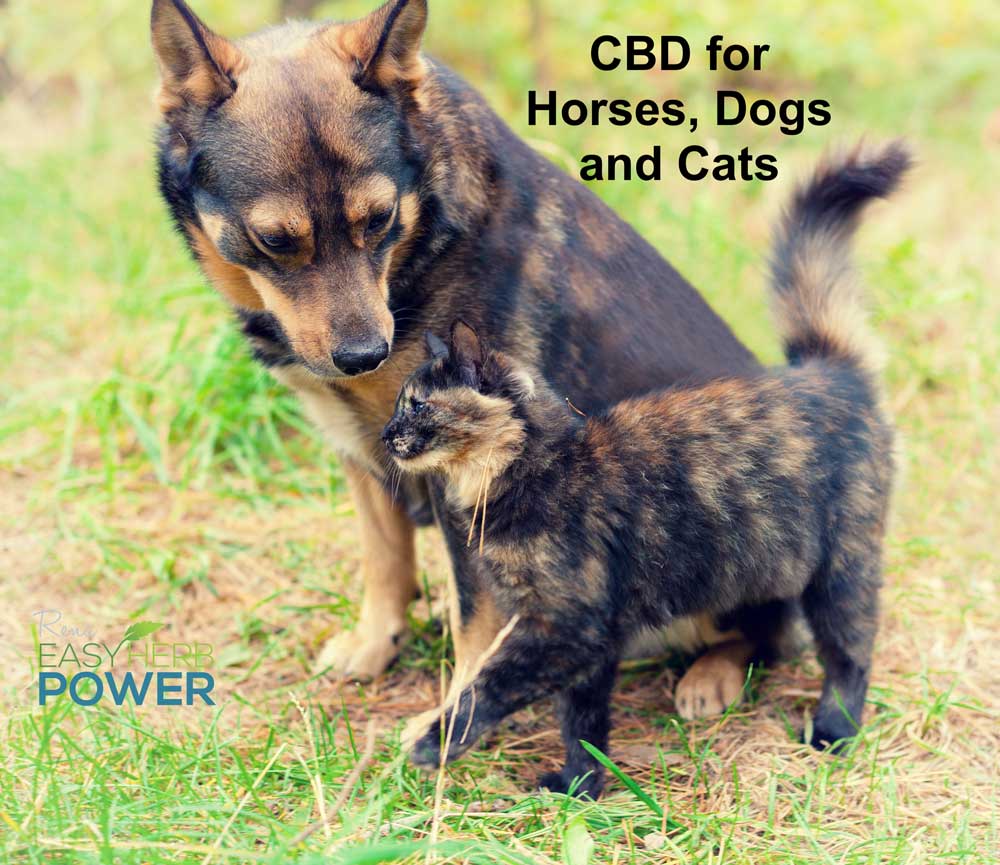 What is CBD? - The Best CBD Guide From a Real Expert - CBD Store - Buy CBD Oil Near Me - Rena's Organic
