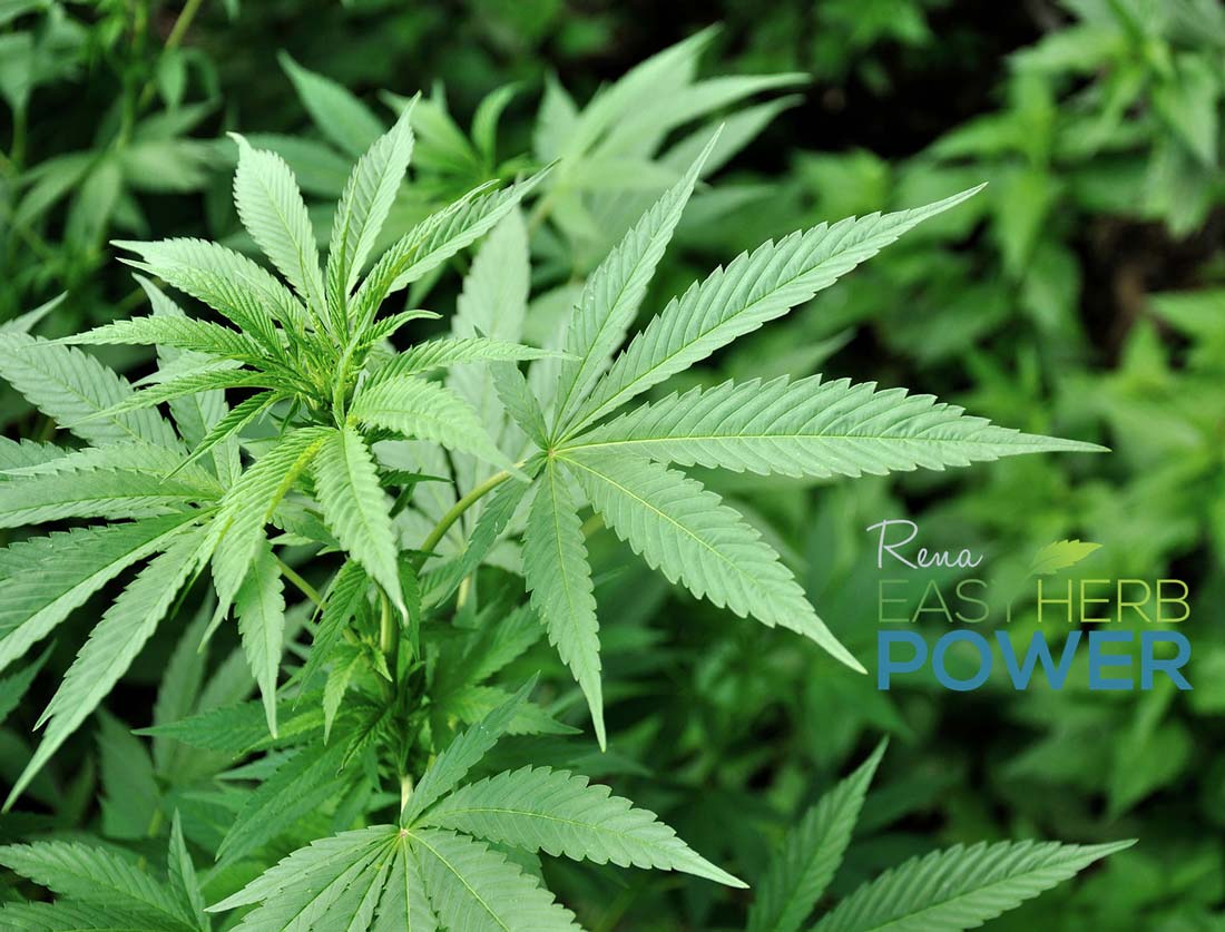 best CBD extraction methods