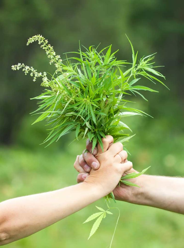 two hands holding a hemp plant