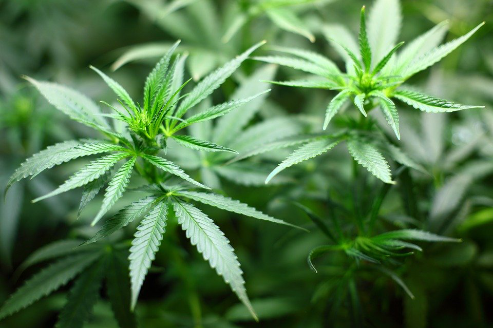 seedling cannabis marijuana