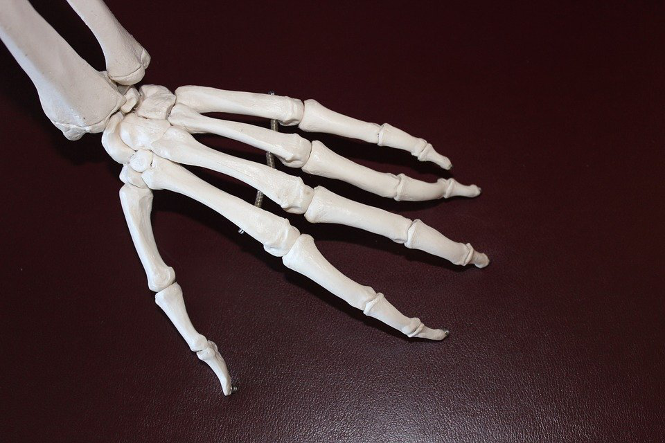 skeleton hand bones