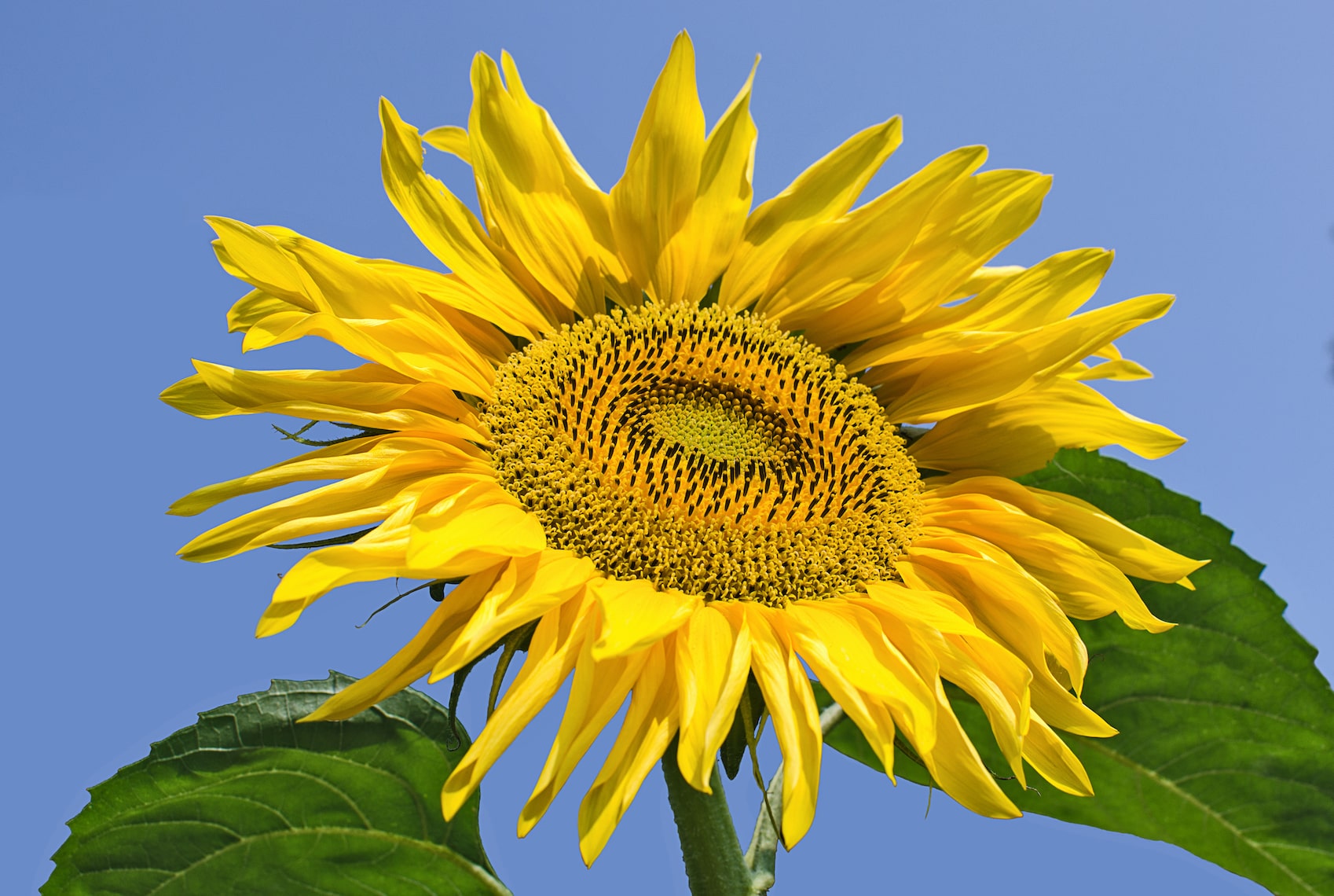 Sunflower and sunflower lecithin